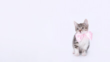 Cute Kitten Looks Away. Portrait Of Gray Kitten With Pink Ribbon On White Background. Studio Shot Of Lovely Tiny Kitten With Pink Bow Tie. Beautiful Web Banner With Copy Space. Pet Care. Pet