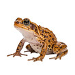 frog on transparent background PNG image