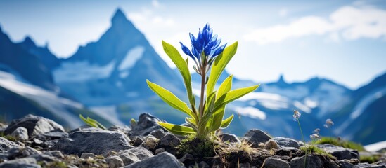 In the beautiful natural landscape of European mountains, a majestic blue Gentiana Asclepiadea flower blooms isolated in a white background, adding a touch of floral elegance to the summer scenery