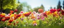 In The Springtime, Amidst The Lush Green Grass Of A Beautiful Garden, A Stunning Floral Landscape Emerges With Vibrant Red Flowers Standing Out Against A White Background. The Colorful Display