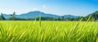 In the lush green fields of a tropical farm in Country, the golden rice sways in the autumn breeze, ready for harvest, promising a bountiful season of natural, organic food. The health and growth of