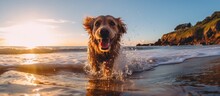 As The Sun Shone Brightly In The Sky, Casting A Warm Glow Over The Beautiful Beach, A Dog Frolicked In The Crystal Clear Water, Creating Small Waves That Danced Towards The Shore. The Serene Landscape