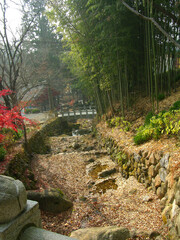 Canvas Print - Autumn forest in republic of  korea