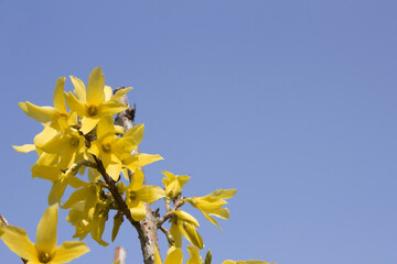 Canvas Print - Forsythia(Golden bell flowers) in blue sky background.