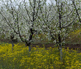 Fototapeta Krajobraz - Plum orchard in the flowering period. White and yellow flowers in spring.