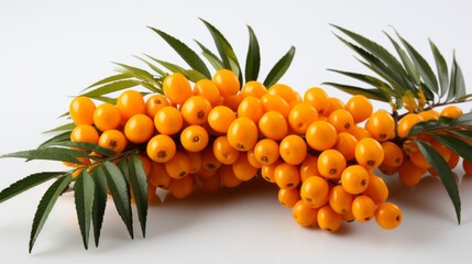 Wall Mural - Orange sea buckthorn berries on a branch isolated on white background