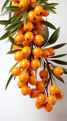 Wall Mural - Orange sea buckthorn berries on a branch isolated on white background
