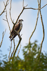 osprey in tree