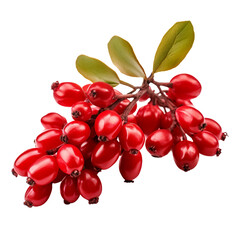 barberry, transparent background, isolated image, generative AI