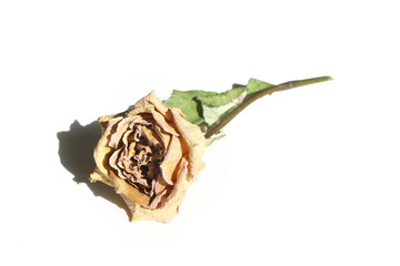 Poster - Dried yellow rose flower isolated on white background