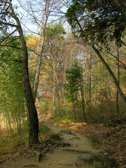 Canvas Print - Autumn forest in republic of  korea