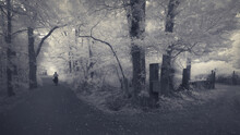 A Black And White Street Scene Depicting A Dense Woodland Lane With Distant Cyclist And Gates