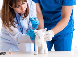 Wall Mural - Two young vet doctors examining sick cat