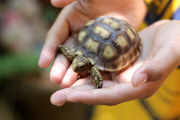 Wall Mural - Tortoise on the hands of man (African spurred tortoise ),Cute portrait of baby tortoise ,Geochelone sulcata ,Close up Baby Tortoise Hatching (African spurred tortoise),Birth of new life