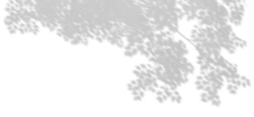 Wall Mural - isolate sunshade blur shadow tree branch movement cut backgrounds 3d illustrations png