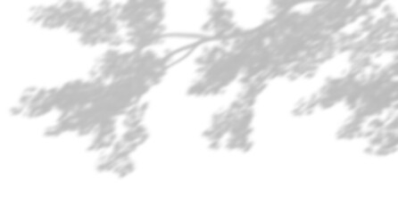 Wall Mural - realistic blur shadow leaves tree branches movement on transparent backgrounds 3d render png
