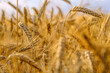 Wheatfield in the sunshine. Ripe wheat in the field.