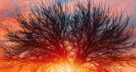Fototapete - Lone dry tree at amazing sunset, sun rays in the background