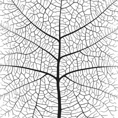 Wall Mural - leaf vein texture abstract background with close up plant leaf cells ornament texture pattern.