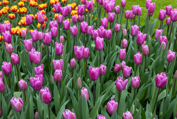 Poster - purple tulips blooming in a garden