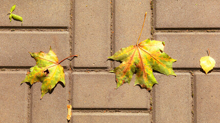 Wall Mural - An autumn maple leaf lies on the paving slabs