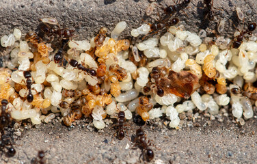 Poster - Close up of red ant eggs. Macro