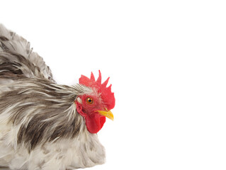 Wall Mural - gray rooster isolated on white background