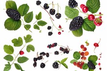 White Isolated Lifestyle Healthy Eating Healthy Food Organic Concept Leaves Currants Raspberries Blackberries Patterns Four Contains It Design Your Set Great