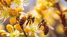 Honey Bees Apis Mellifera Pollinate The Yellow Flowers