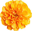 Yellow marigold flower clip art