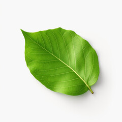 Green leaf isolated on white background