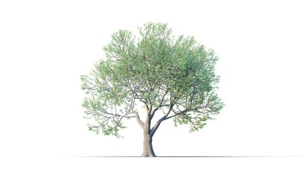 Trees grow from small to big. Growing tree on transparency background. 3D realistic summer tree. Wind blowing leaves moving.