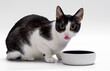 Kot w trakcie jedzenia, siedzi nad miska i patrzy z przerażeniem w obiektyw