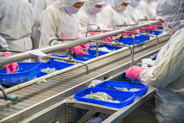 Wall Mural - Process shrimp at factory in Vietnam