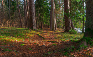 Wall Mural - sunny pine tree woodland background