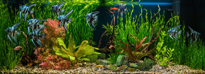 Wall Mural - Freshwater aquarium with snags, green stones, tropical fish and water plants. Blue marbled angelfish.