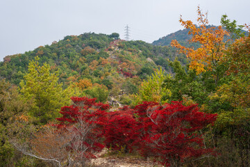 Wall Mural - 日本の兵庫県赤穂市の雄鷹台山のとても美しい秋の風景