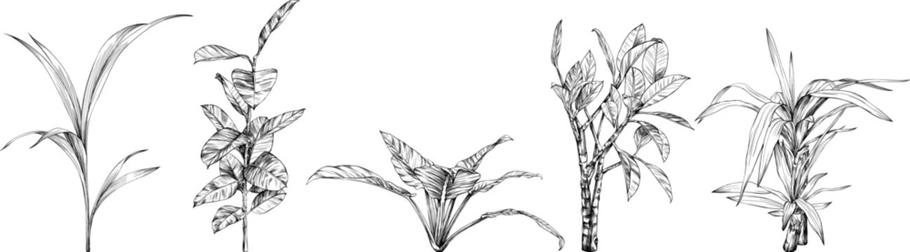 Illustration of a tropical plant set. Hand drawn botanical illustration isolate on white collection.