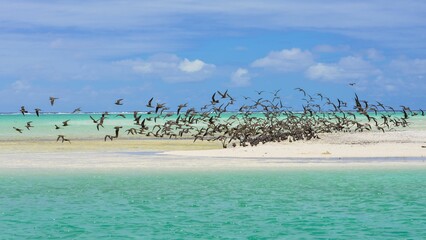 Thick cloud of birds, Brown Noddy