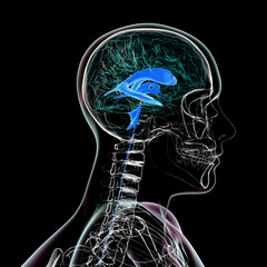 Poster - The cerebral aqueduct, 3D illustration.