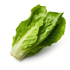 Wall Mural - Romaine lettuce isolated on white background