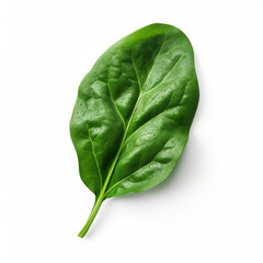 Wall Mural - Spinach leaf isolated on white background