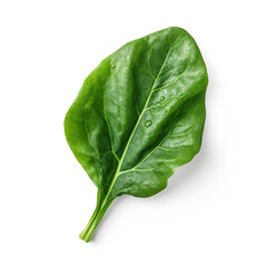 Wall Mural - Spinach leaf isolated on white background