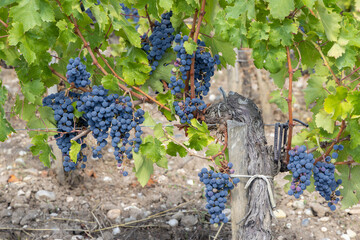 Canvas Print - Vineyards with Merlot near Chateau Dauzac, Margaux, Medoc, Bordeaux, Aquitaine, France