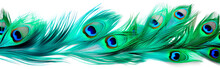 Iridescent Peacock Feathers Teal Blue And Emerald Green Transparent Texture