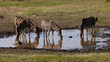 herd of zebra at the waterhole