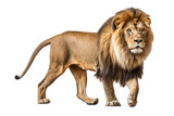 Side view of a Lion walking on a clipped PNG transparent background