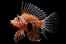 A Red Lionfish Is Swimming In The Water