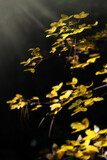 Fototapeta Pomosty - Le foglie in autunno in Umbria