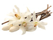 Aromatic Vanilla Pods and Delicate Orchid Flower, isolated on a transparent or white background
